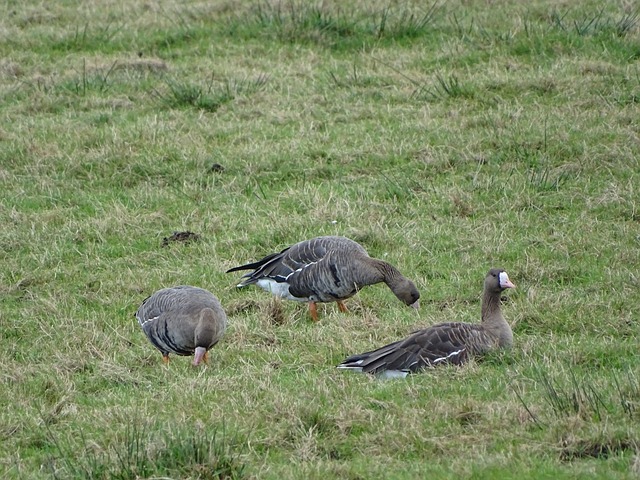 尽管国奥队 尽管国奥队